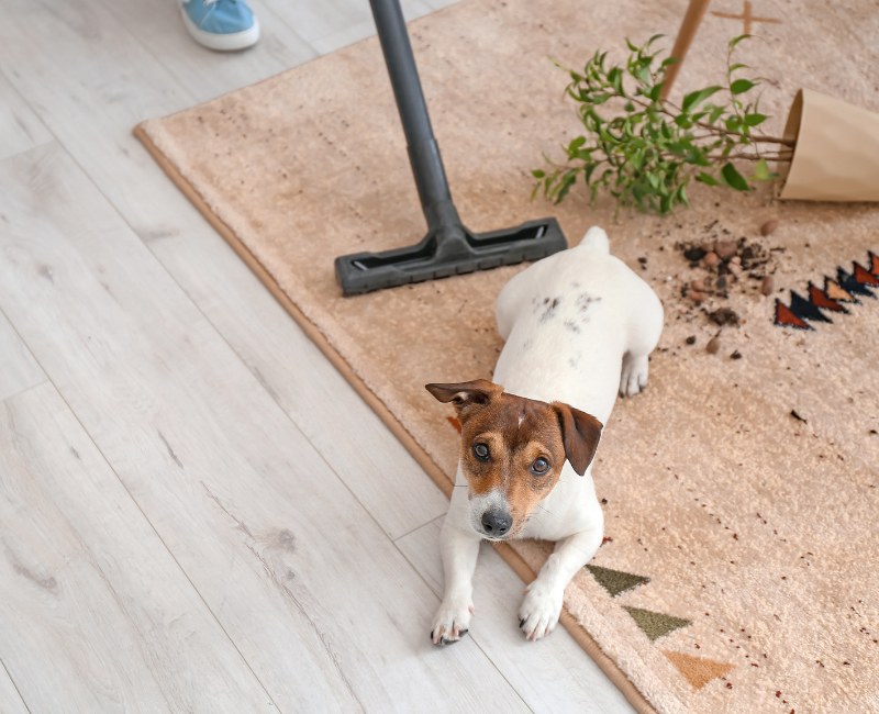 10 Clever Tips to Clean Up Pet Hair around Your House